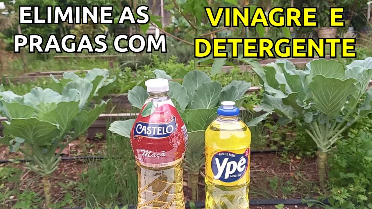 VINAGRE + DETERGENTE  Acabe com as Pulgões Cochonilhas e Fungos - Inseticida Caseiro fácil de fazer