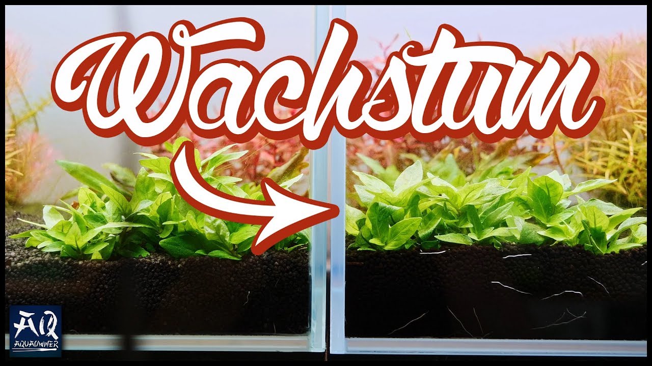 Wachstum nach 2 Wochen - Soil Vs. Kies Vergleich | AquaOwner