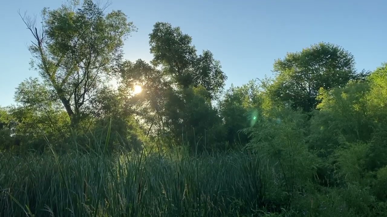 Birds Singing Along Iowa City Trails - July 2022 - Long
