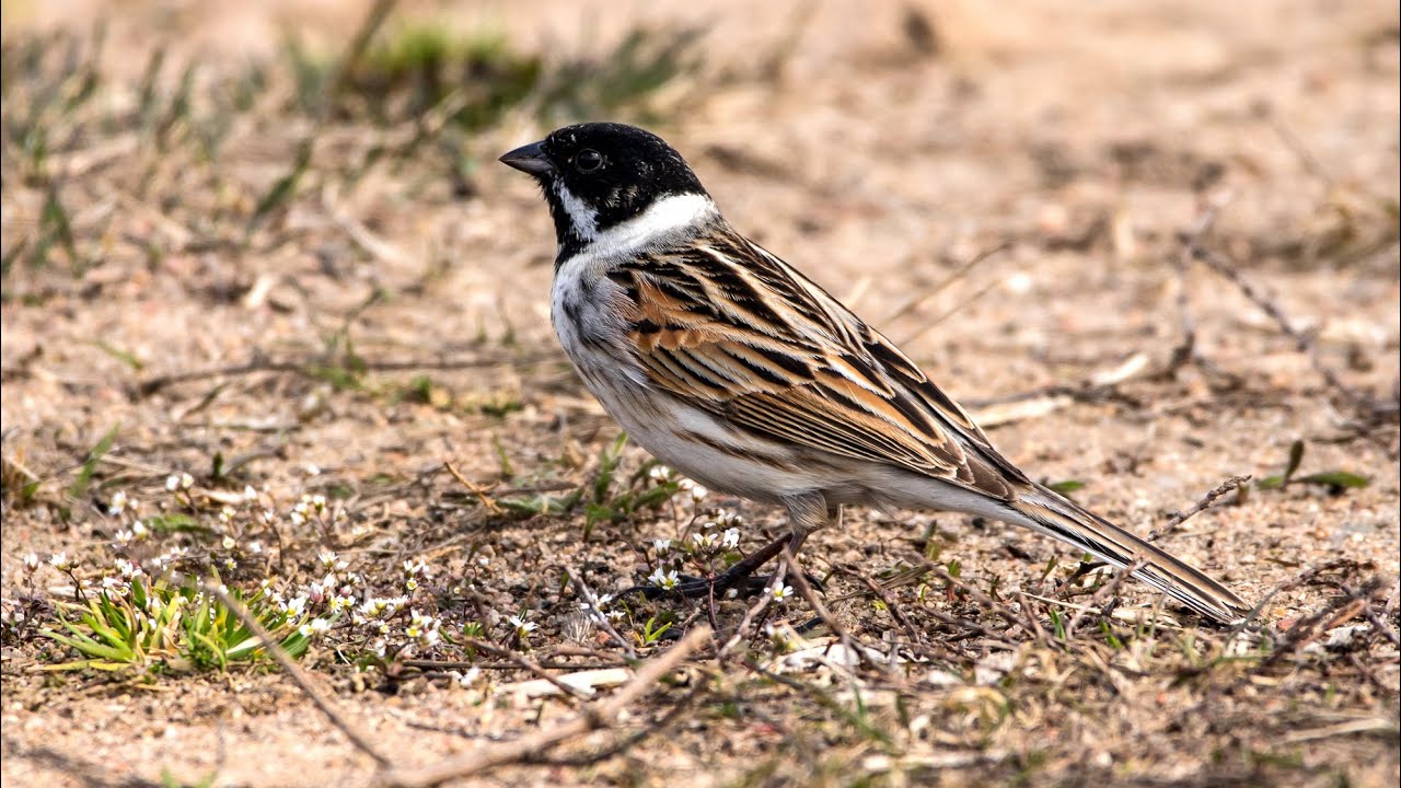 Тростниковые овсянки. Emberiza schoeniclus. Птицы Беларуси.