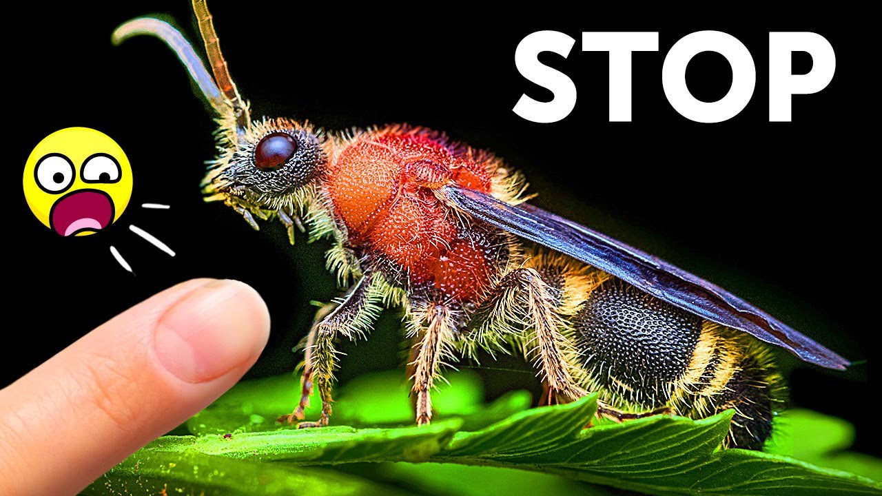 (NY Stock) Ne joue pas avec ces insectes (Photo : fourmi de velours)