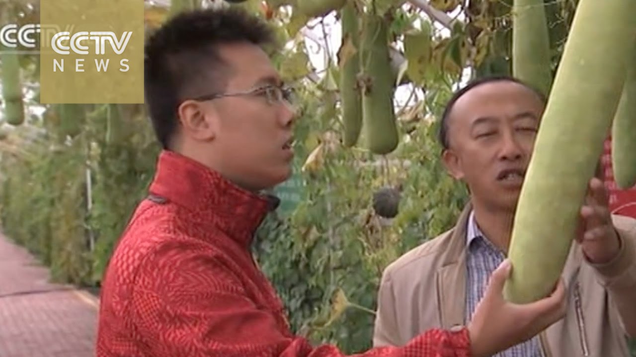Xinjiang reclaims lands swallowed by Gobi Desert