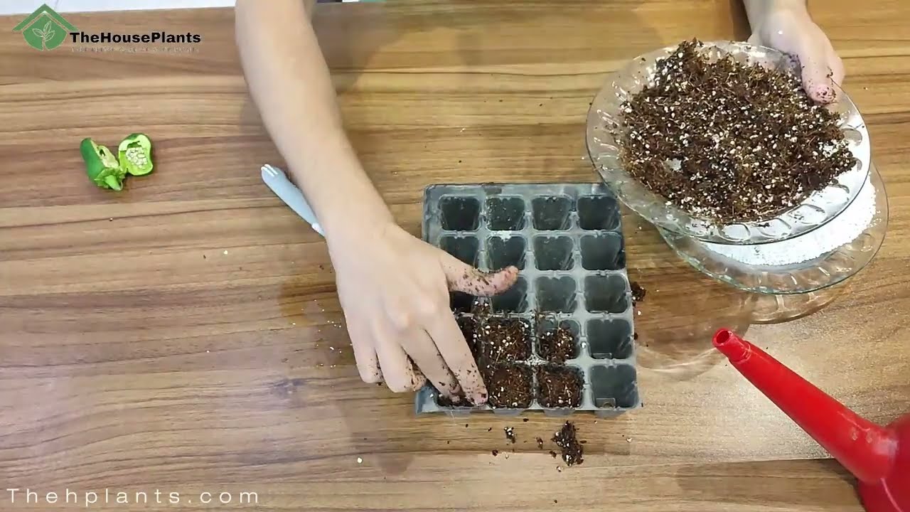 Growing Bell Pepper at Home: Planting and Care Guide
