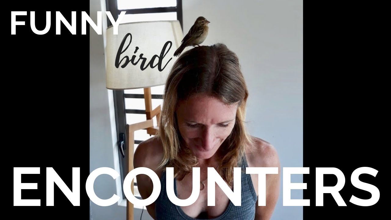 Funny Bird Encounters | Mauritian Birds