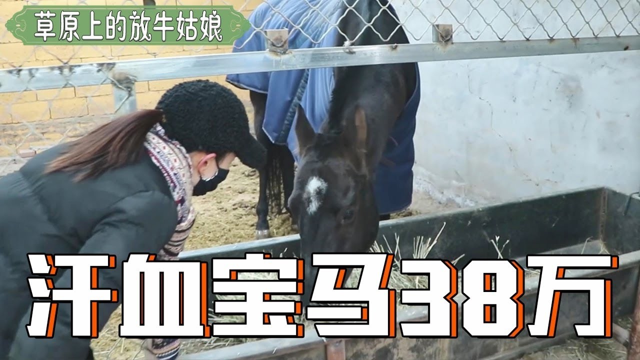 花38万进口一匹汗血宝马，纯黑的烈马，太有震慑力了！【草原牛美丽