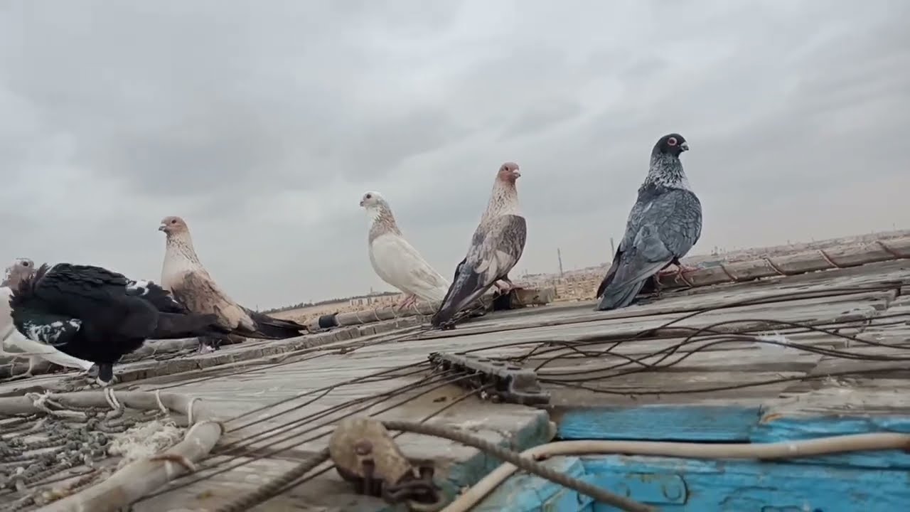 خليك صاحي مع الدشار _هو عاوز يمشي وانت عاوز تغواه#حسين_الخطيب