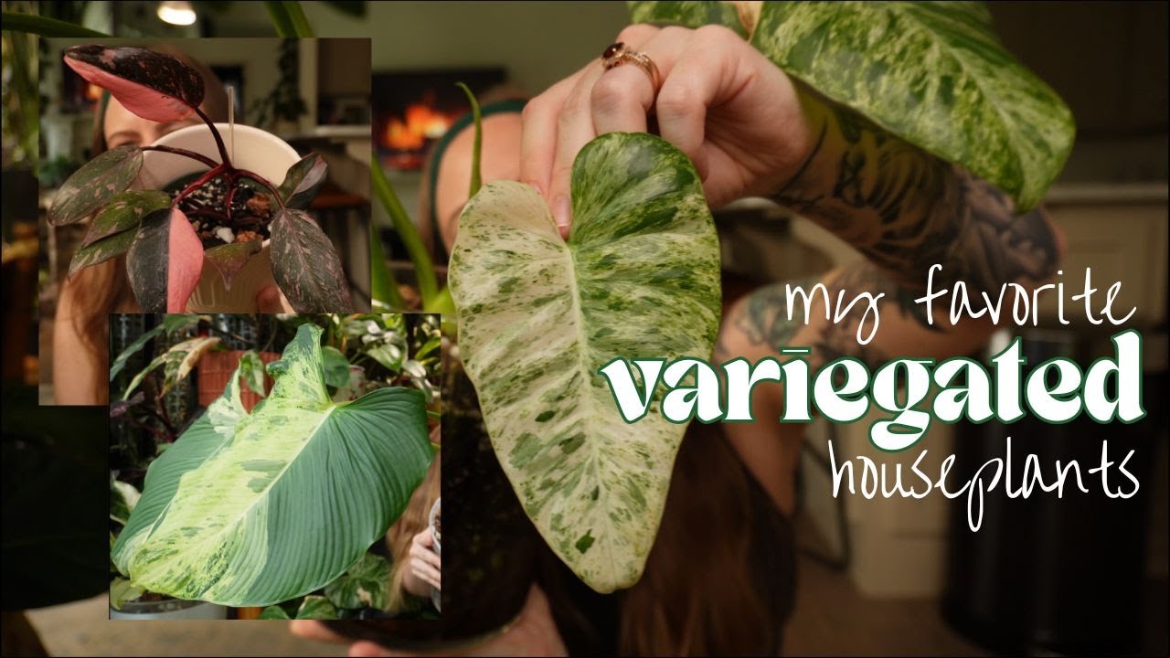 My favorite variegated plants in my (large) collection