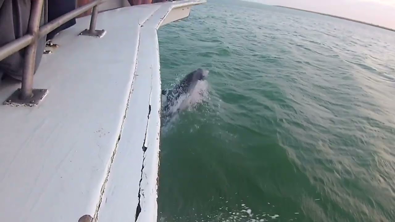 Sunset Dolphin Cruise at South Padre Island, Texas