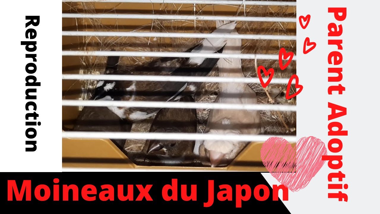 Reproduction - Moineaux du Japon - Parent Adoptif