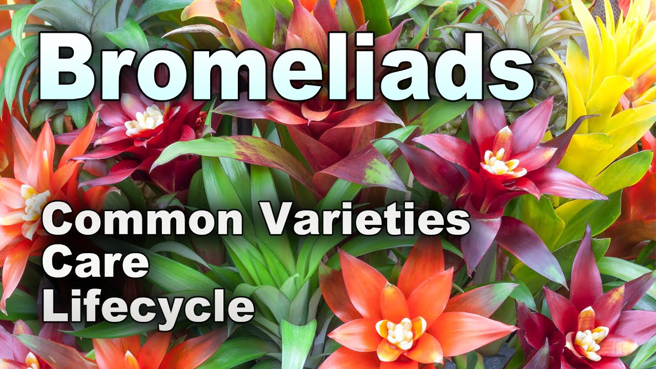 Bromeliads 101: A Beginners Guide to Care and Common Issues