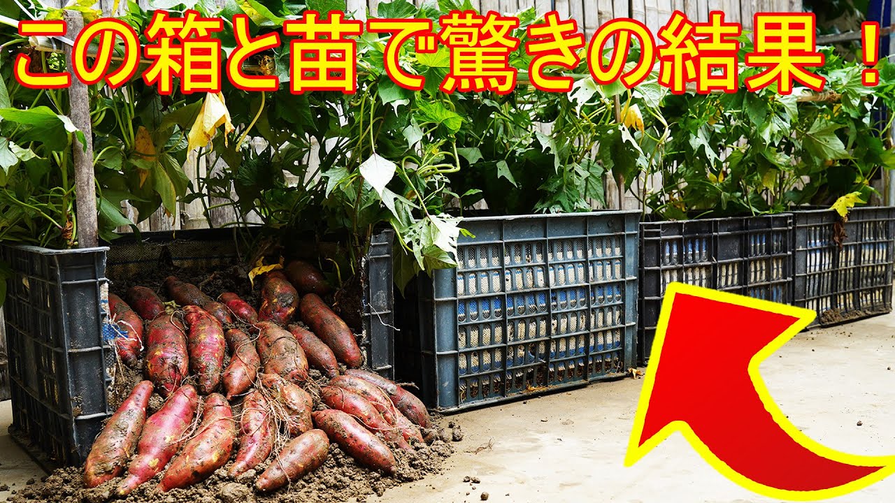 驚きの結果！プラスチックかご栽培でサツマイモが豊作に