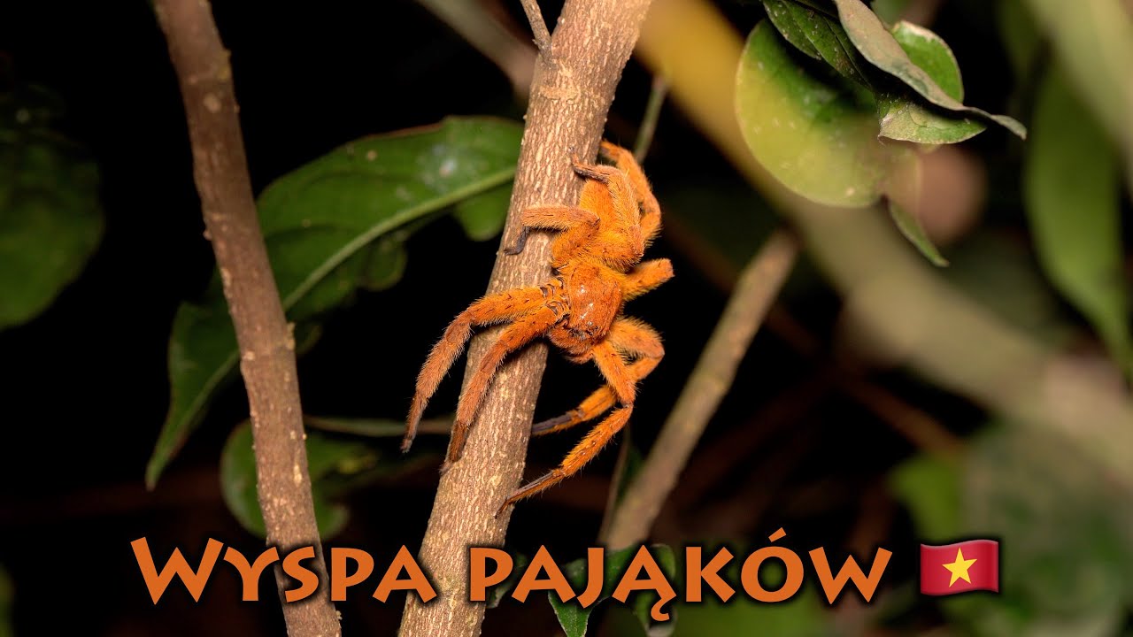 Trafiłem na WYSPĘ ZWIERZĄT  🌴🤯 Wietnam #6/6 Cat Ba