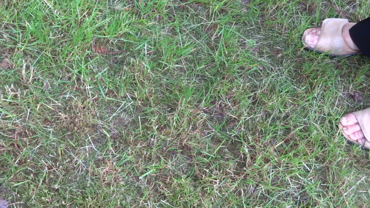 Augenzeugin berichtet über Sonnenwunder in Heroldsbach aus 2006 - Marienerscheinung Foo Fighter