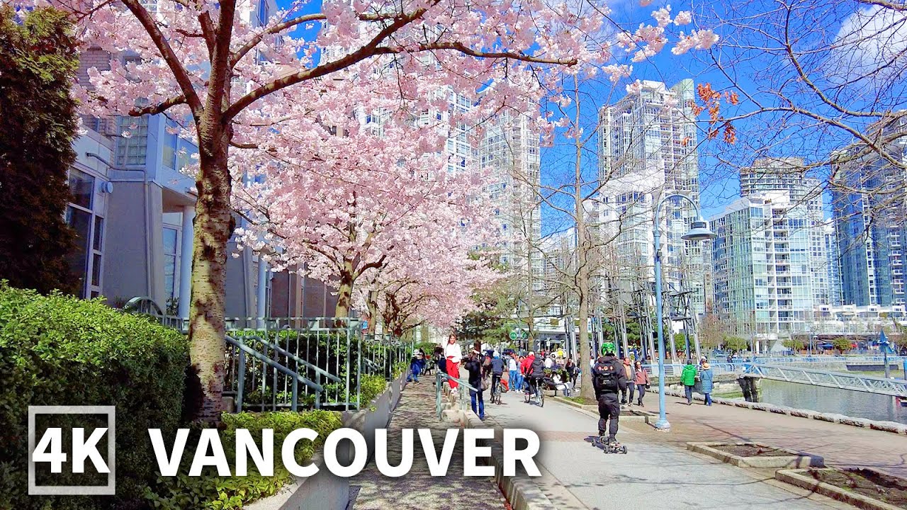 【4K】Vancouver Spring Walk with Cherry Blossoms 🌸David Lam Park to Science World | Travel Canada
