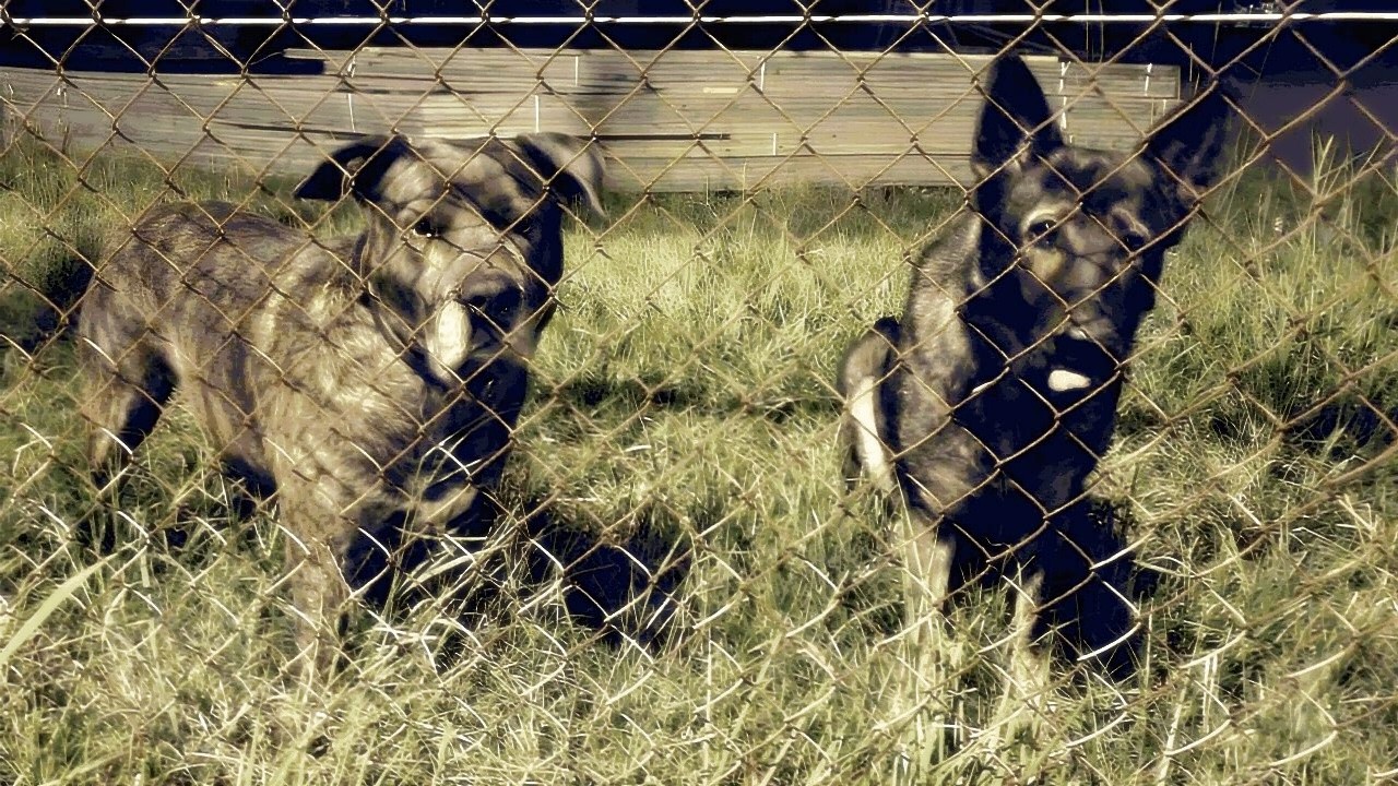 Two Gentle Guard Dogs From A Local Timber Yard.