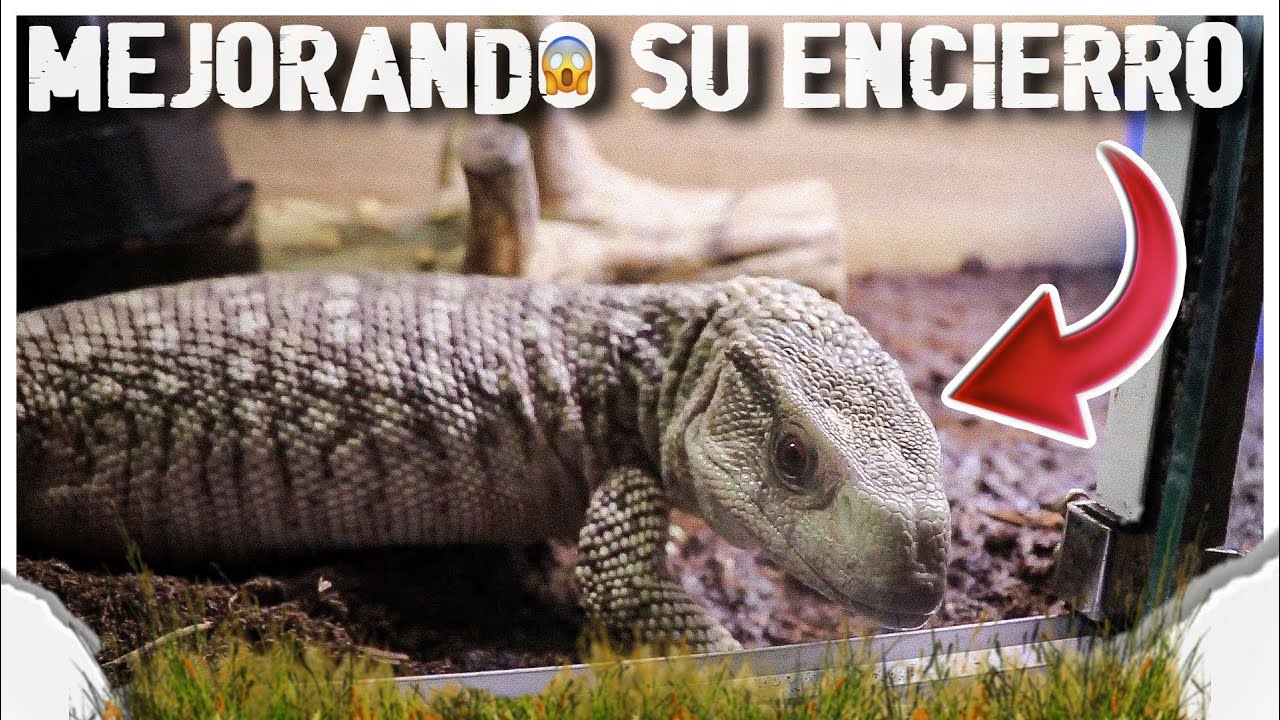 Mejorando El Encierro De Vary El Varano De La Sabana
