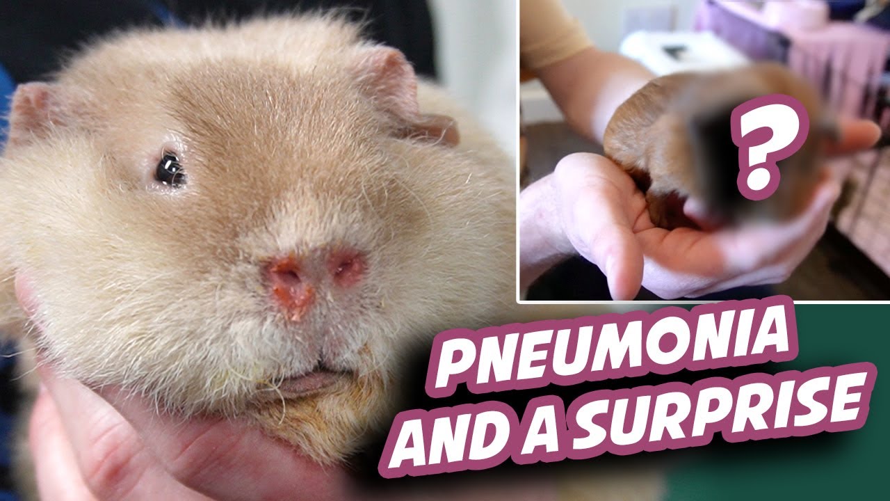 Against All Odds: Halloumi's Health Scare & Our Adorable New Addition!