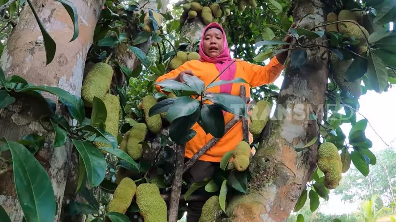 [FULL] Perjuangan Emak Enah Mencari Bahan Masakan Unik | ENAH BIKIN ENAK (13/03/24)