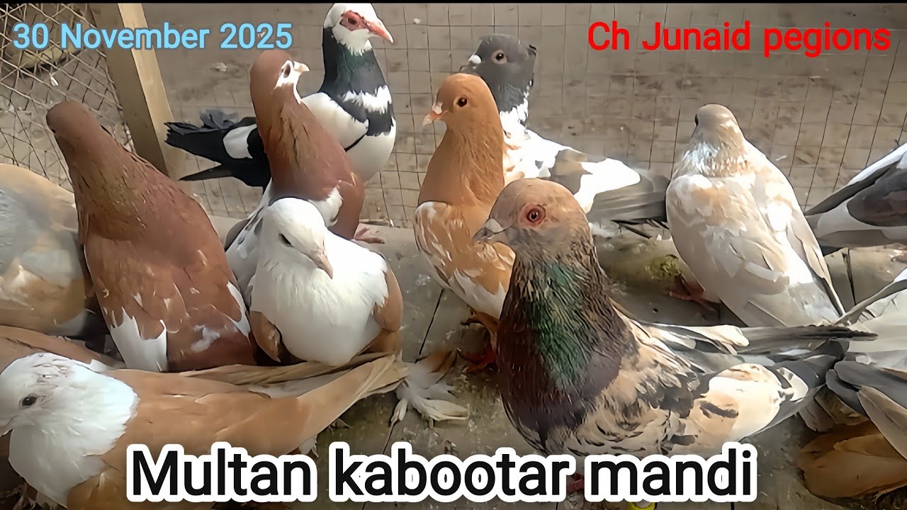 Multan kabutar mandi | Multan kabootar mandi | No1 kabutar mandi | Ch Junaid pegions |