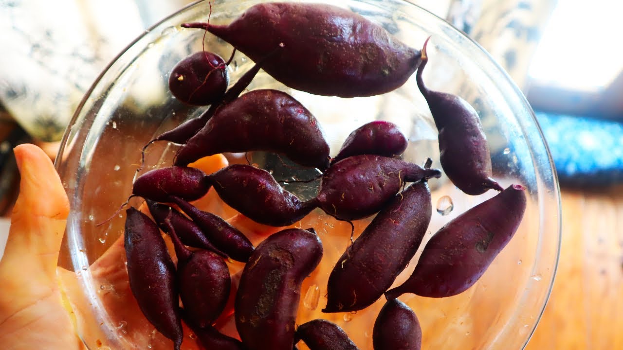 Сбор батата сорта Purple Majesty | История вкуса и выживания... Как мои растения выжили после наш...