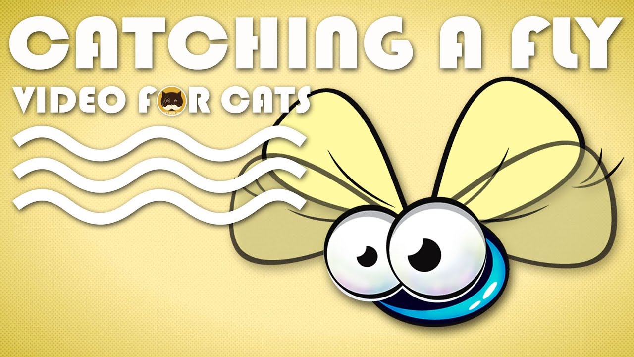 CAT GAMES - Catching a Cute Fly! Video For Cats Fly | CAT TV.