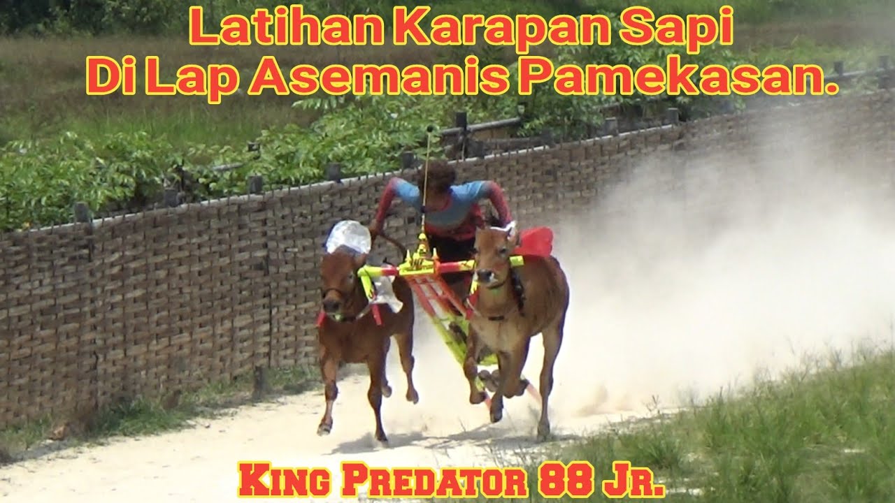 Latihan Karapan Sapi Di Lap Asemanis Pamekasan | Ada Tim King Predator 88.
