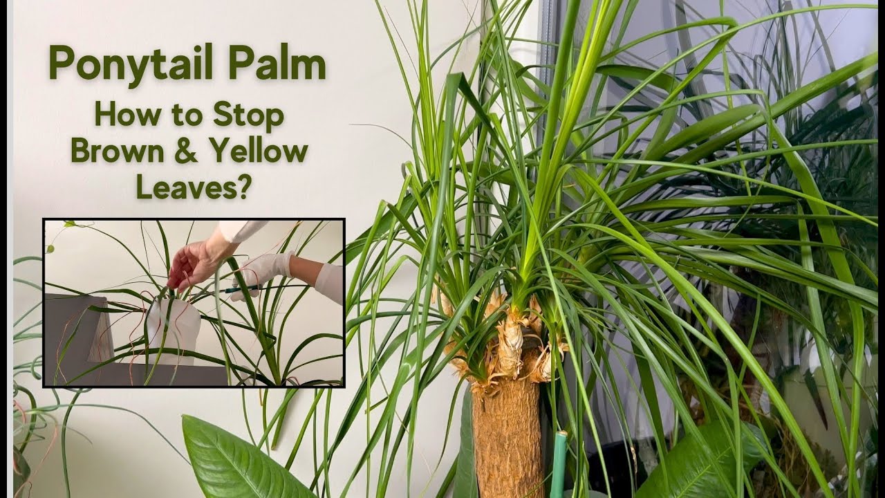 ✅ Ponytail Palm Brown Leaves: Problems and How to Fix Them (Beaucarnea recurvata)