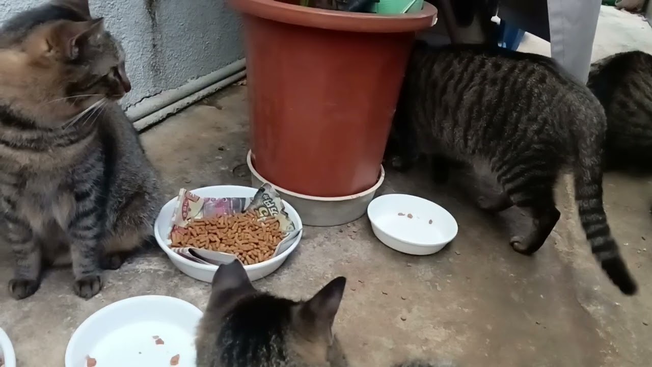 2026年1月30日 夕方5:00pm の猫たち