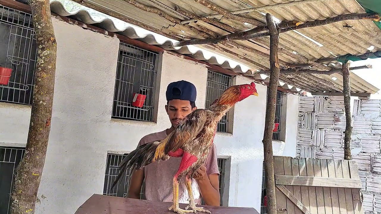 TUDO SOBRE A APRESENTAÇÃO DOS MEUS GALOS 
