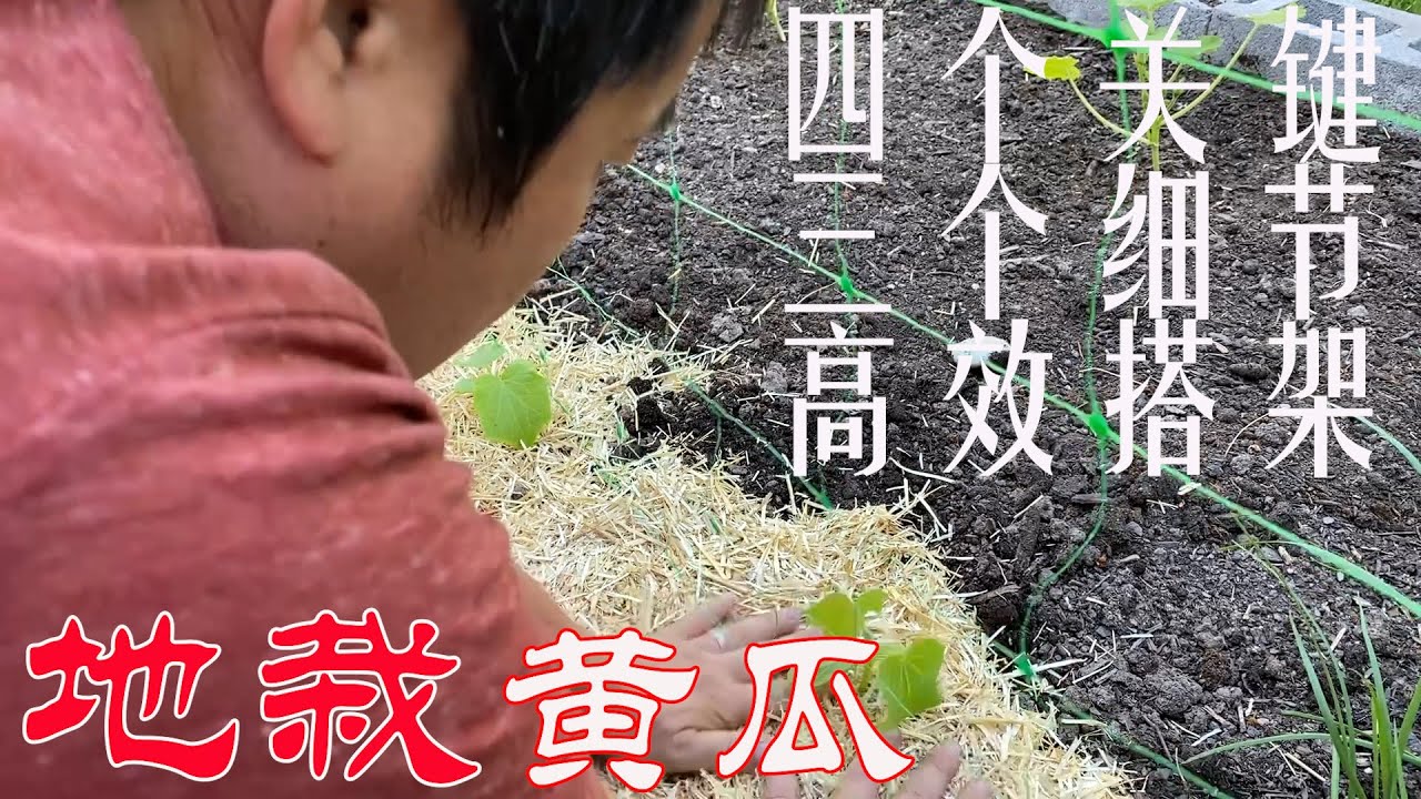 【渔耕笔记】种黄瓜 | 地栽黄瓜 四个关键点 三个种植细节 高效低成本搭架 实现高产