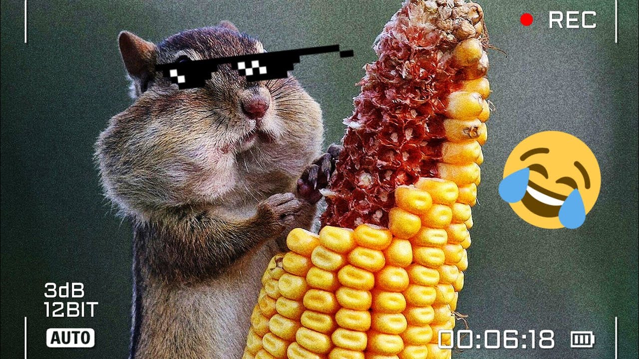 Funniest animal Videos, Videos for you 27