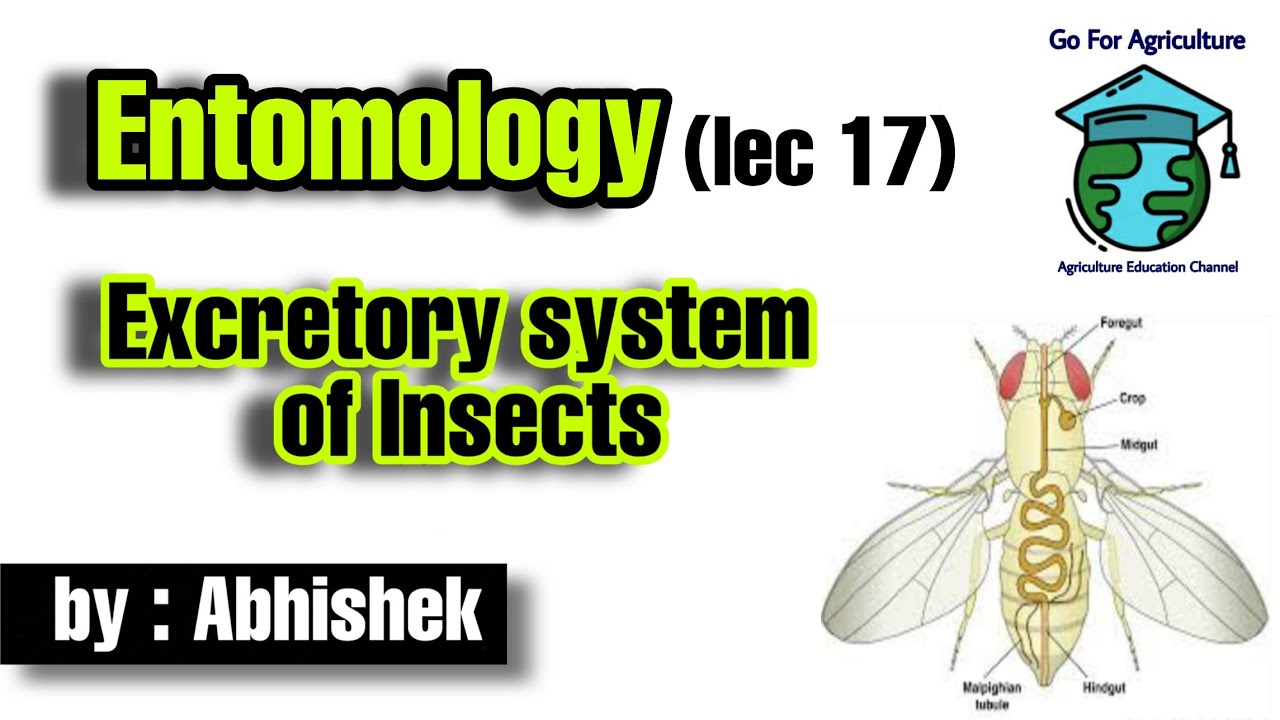 Excretory system of Insects • Entomology lec 17 • Go For Agriculture Education • #icar #bhu #ibps