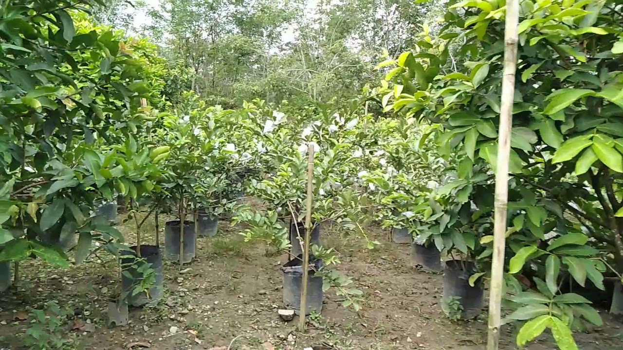 Jambu Siumik Pala sangat genjah