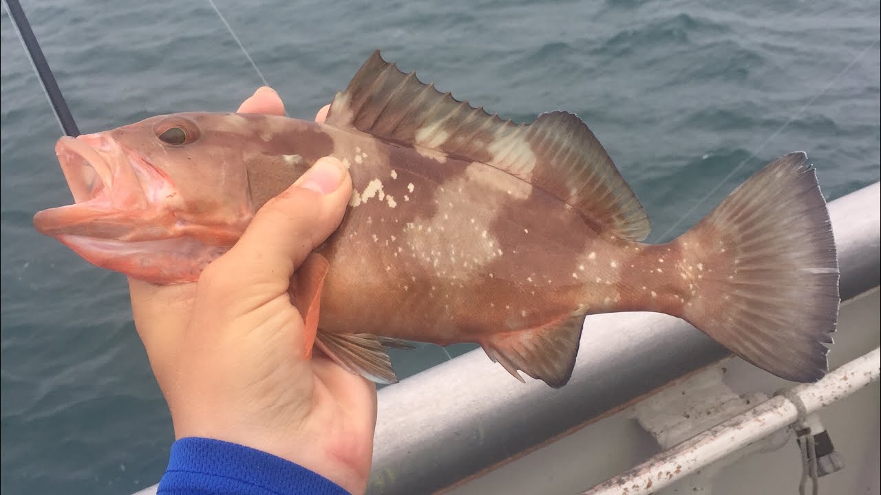 Deep Sea Fishing In Clearwater, Florida