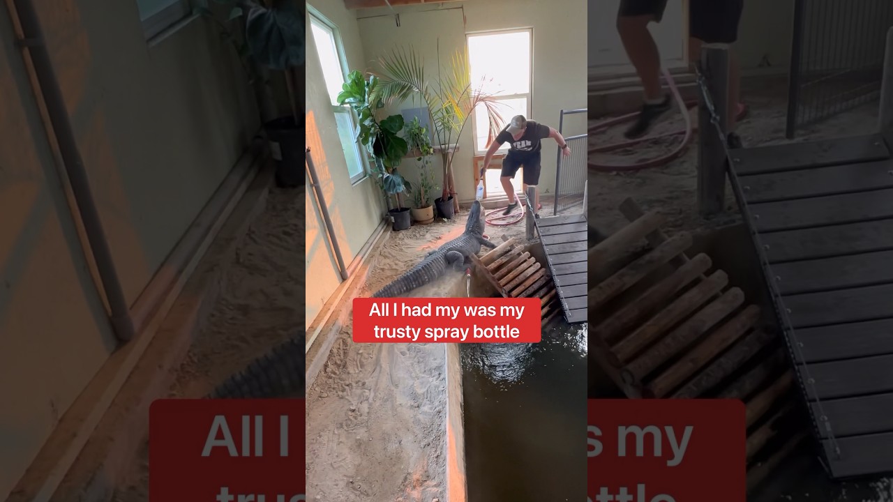 Alligator vs Me & Spray Bottle!!! 😱🐊 #shorts #alligator