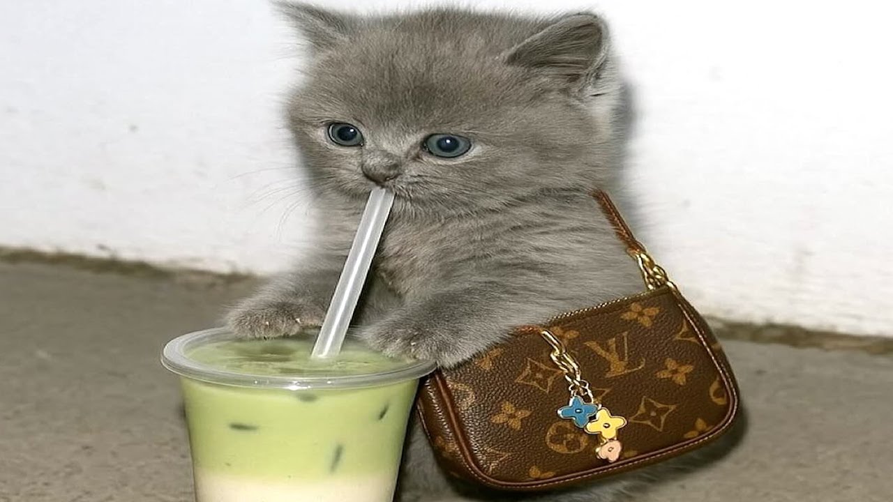 Typical cat stuff, nothing new