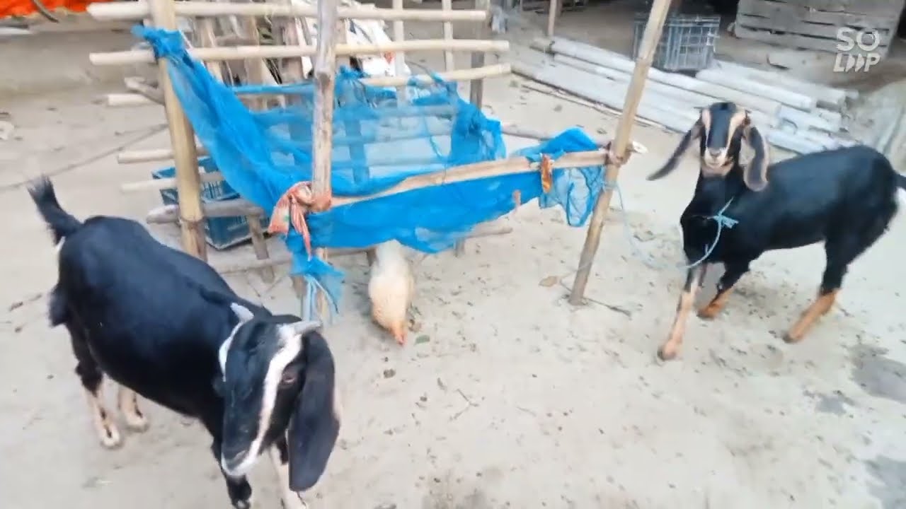 মাত্র ৬৫০০টাকায় একটি ছাগলের বাচ্চা  কিনে আনা হলো #yotubeshorts #vairal #goat #farming 