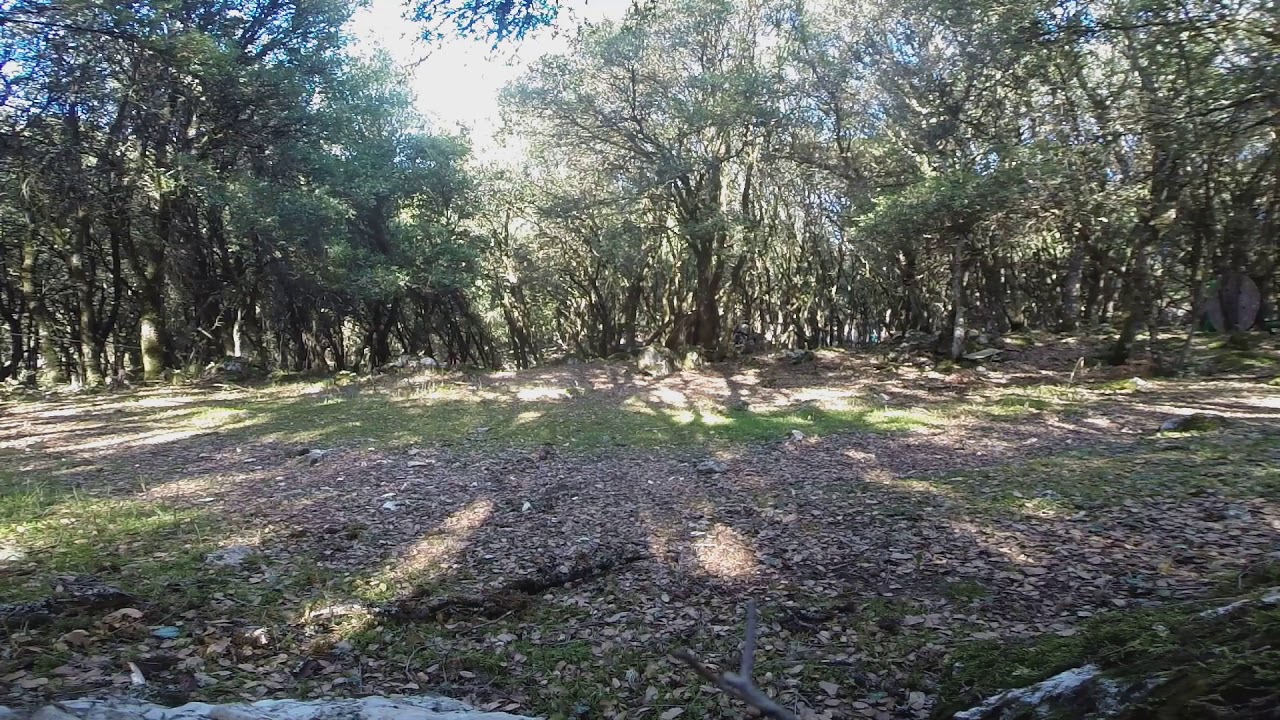 Ral7013 Camo Effectiveness