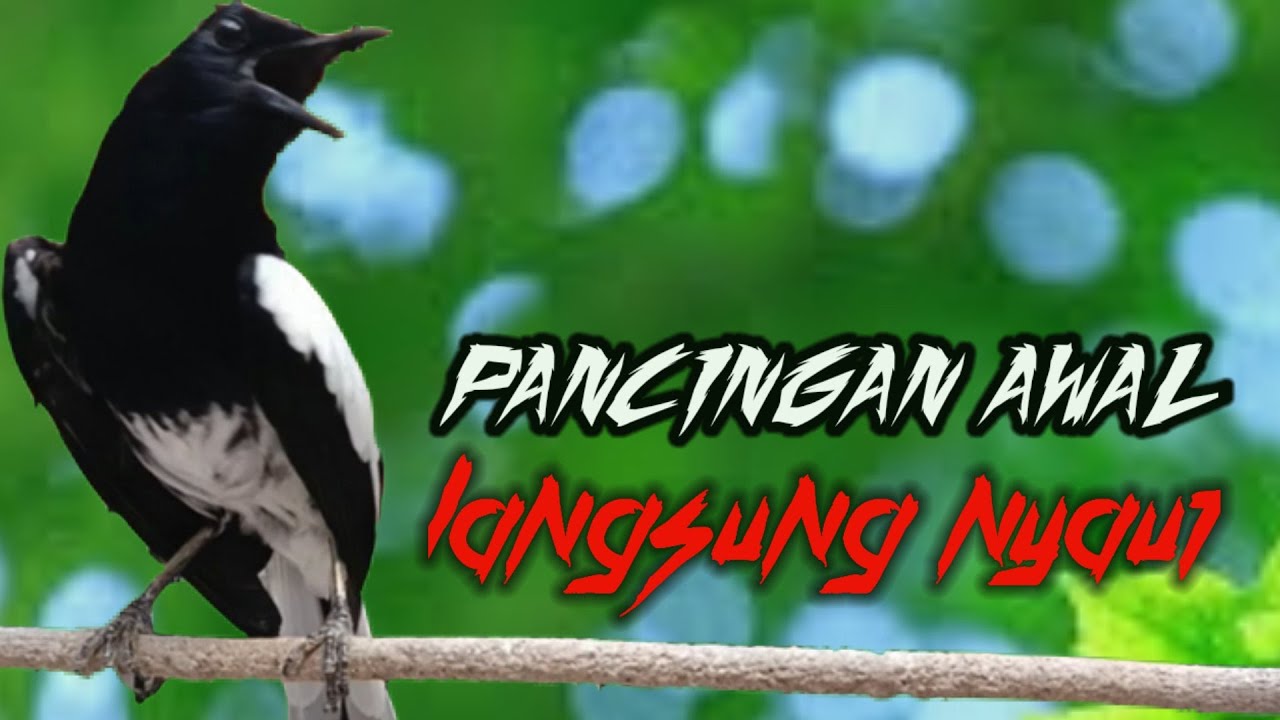 Suara pancingan kacer, suara kacer ngeplong, masteran kacer durasi panjang Berjam jam, ampuh nyaut!