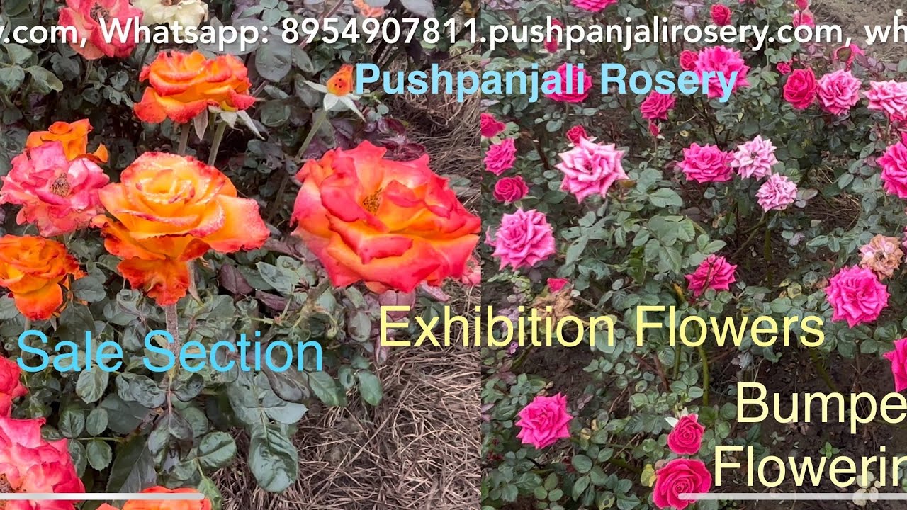 🌹Sale Section | Exhibition Varieties | Bumper Flowering | Pushpanjali Rosery 