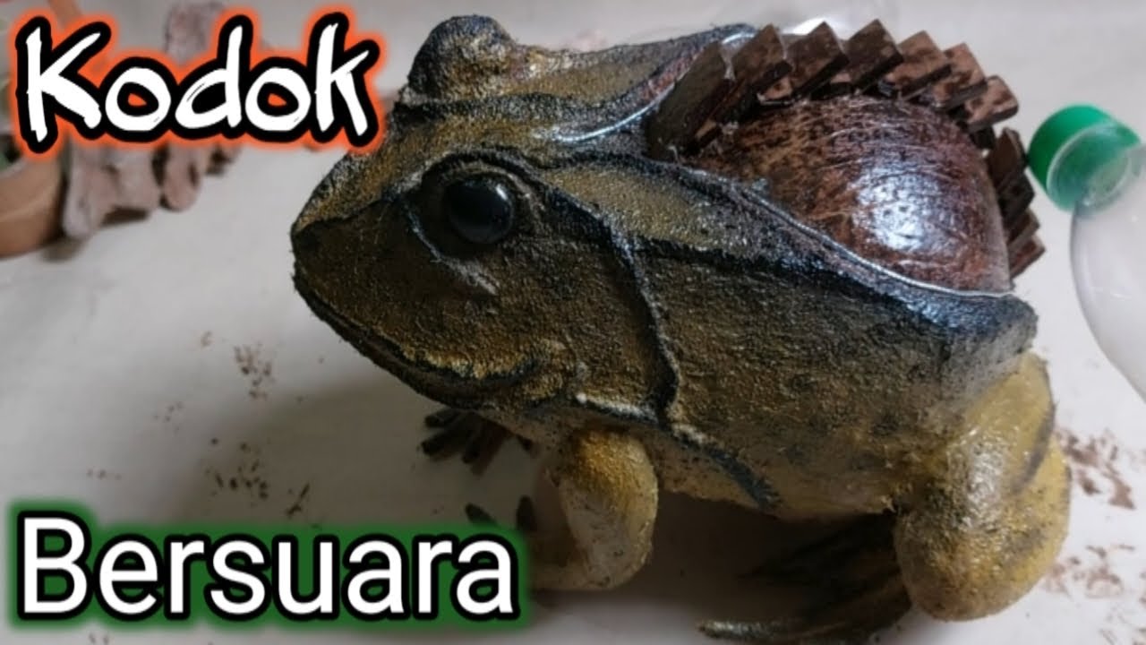 Kerajinan KODOK BERSUARA  dari buah kelapa