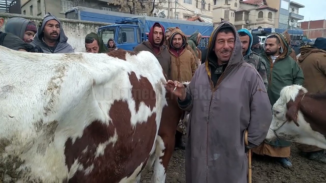 سوق الخروب للمواشي/ قسنطينة / الجزائر