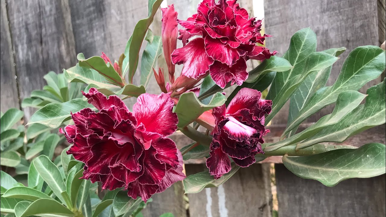 Bom dia ☀️ com lindas flores 🌹 