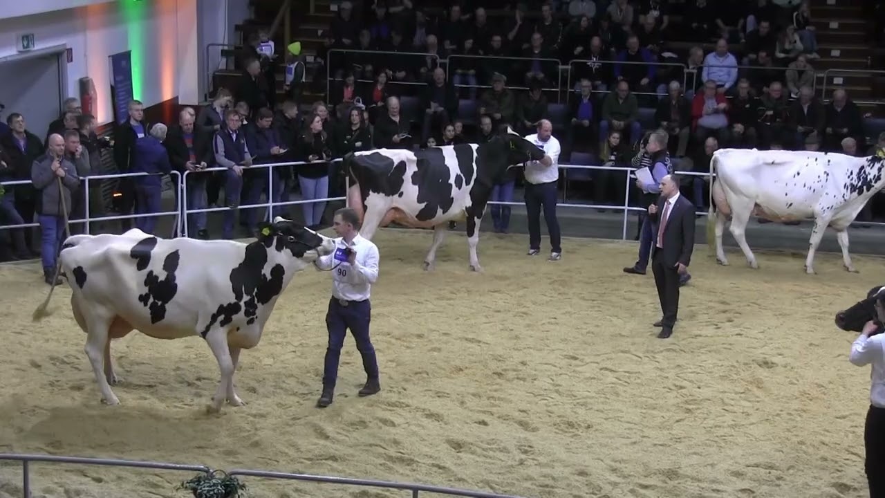 2025 12 04 CATTLE de OHG Schwarzbunttage 2024 01