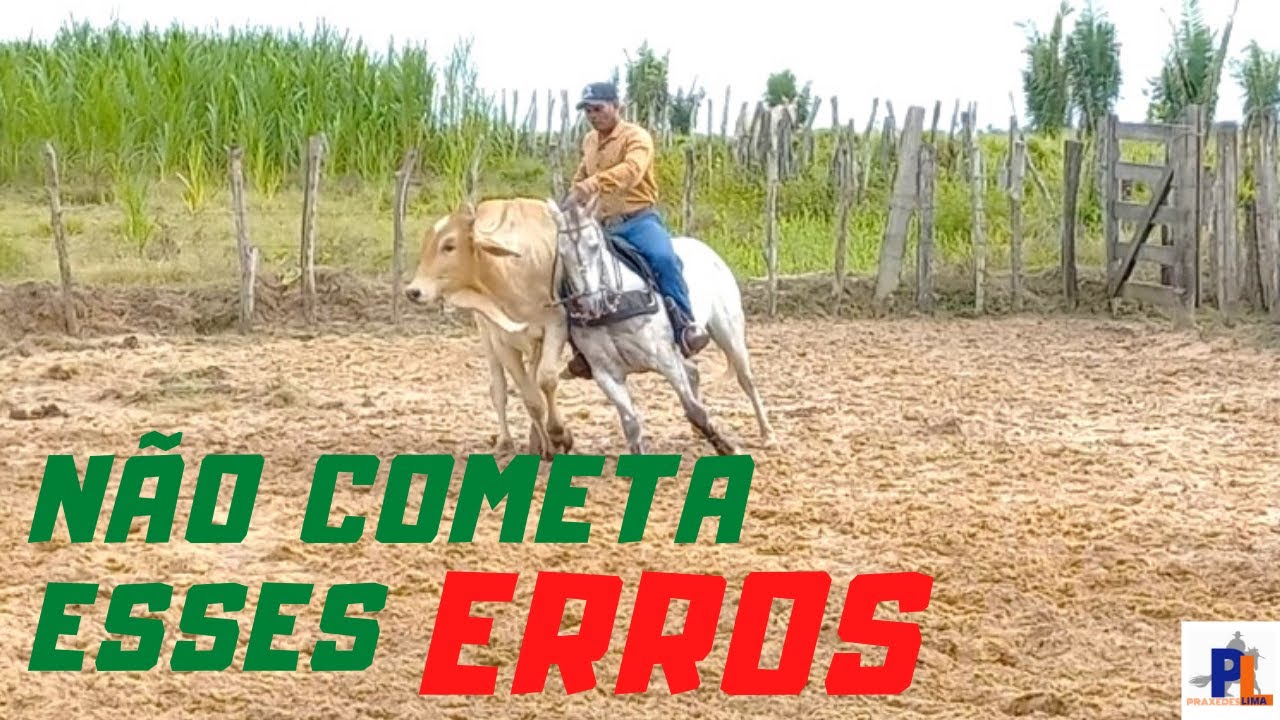 2 ERROS QUE VOCÊ COMETE NA HORA DE INTRODUZIR SEU CAVALO NOS BOIS