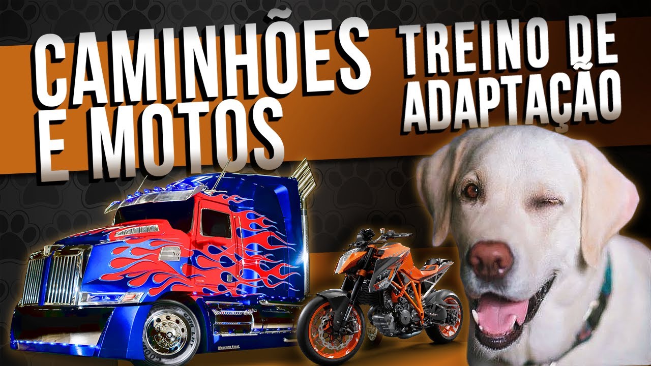 Treinamento para cães ou gatos com MEDO DE SONS DE CAMINHÃO E MOTOS