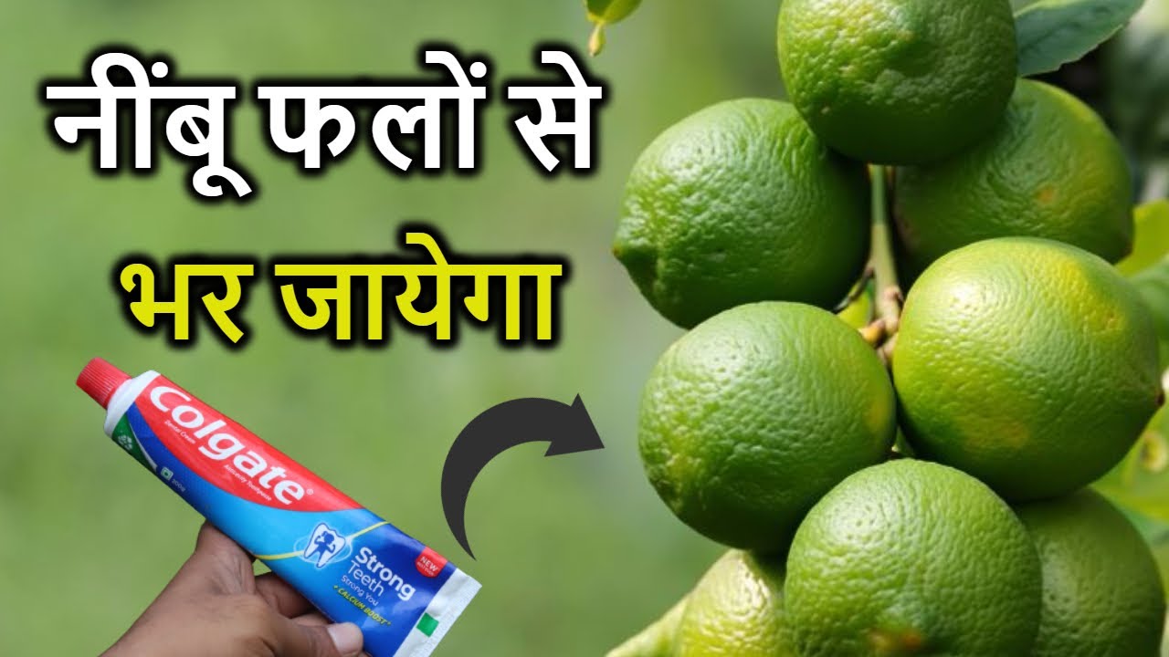 नींबू फलों से भर जाएगा | कागज़ी नींबू || best organic fertilizer for lemon tree