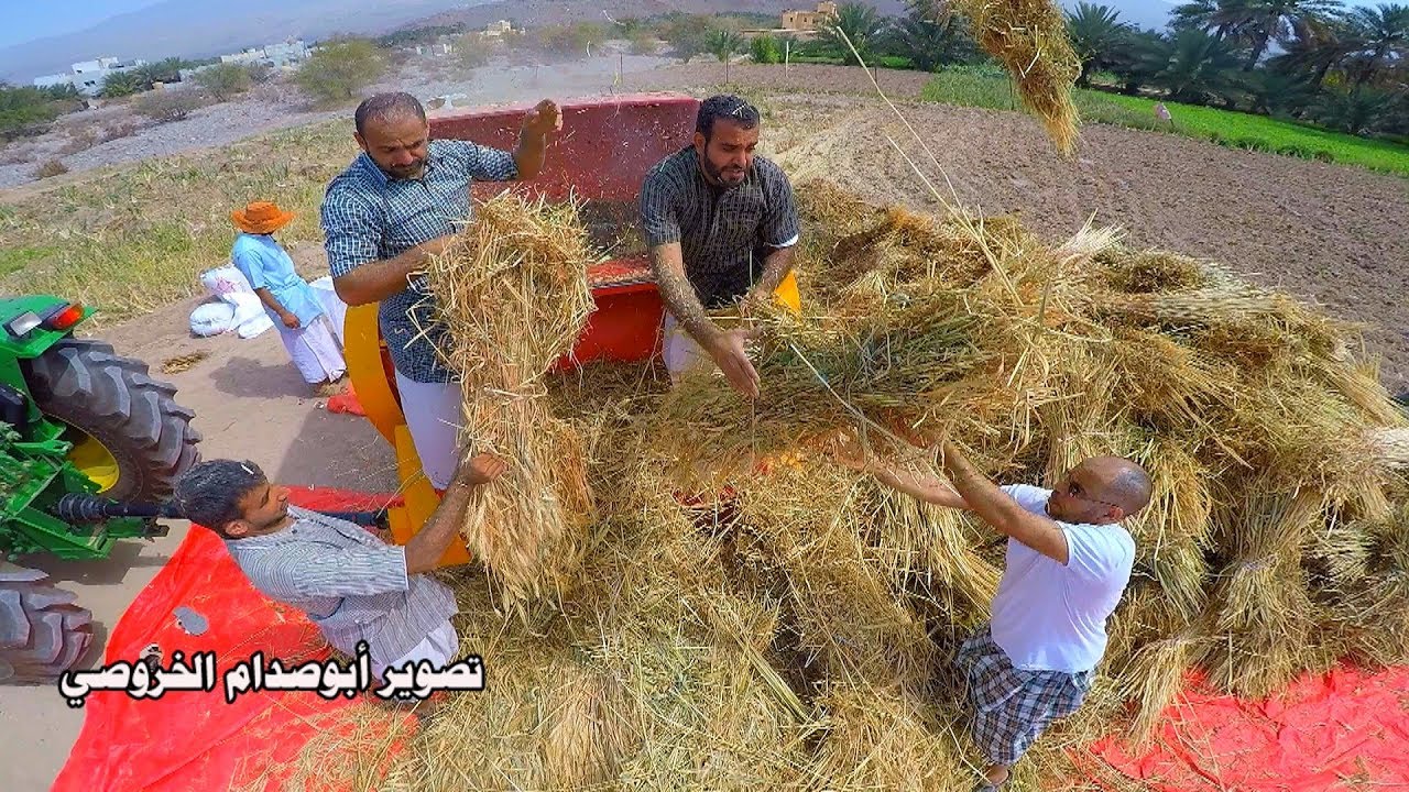 موسم حصاد القمح بقرية بني صبح بولاية الحمراء لعام 2018م