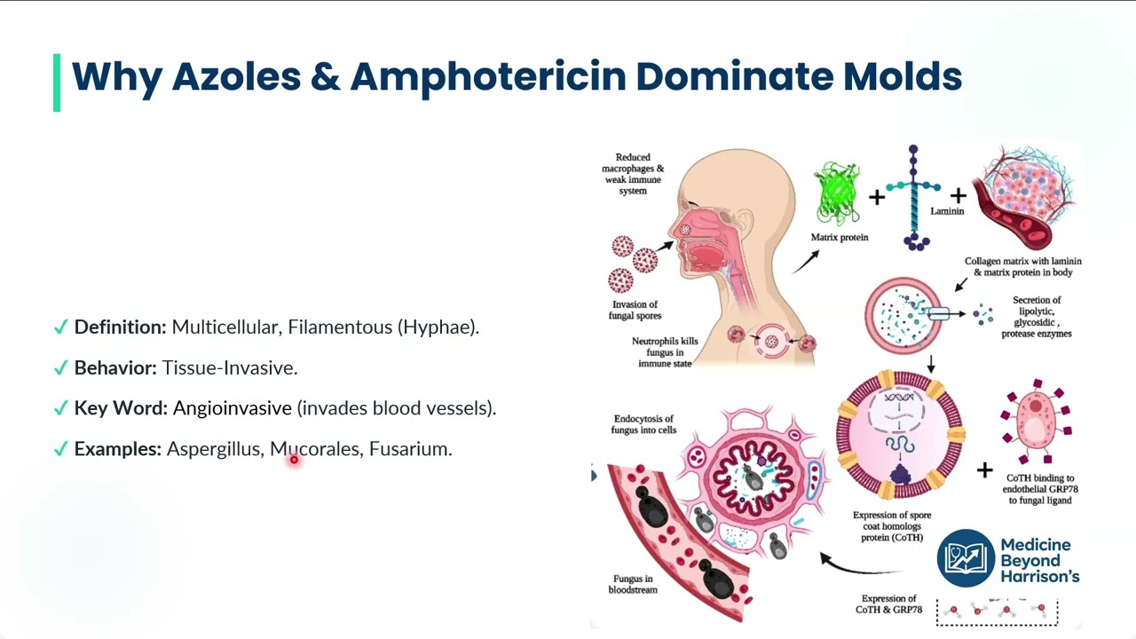 Antifungal– Module 2 – Organism-based overview  (Candida/Aspergillus/Mucor/Cryptococcus)