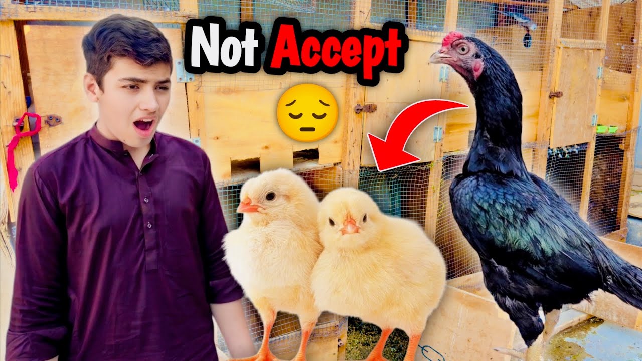 Murgi Ne Apne Bachon ko Accept Nhe Kiya |😱Ab Kya Hoga Inka😭@shehrmaindihat #viralvideo #trending 
